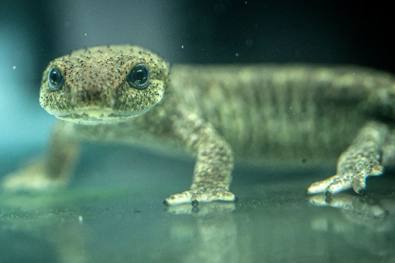 Newt
