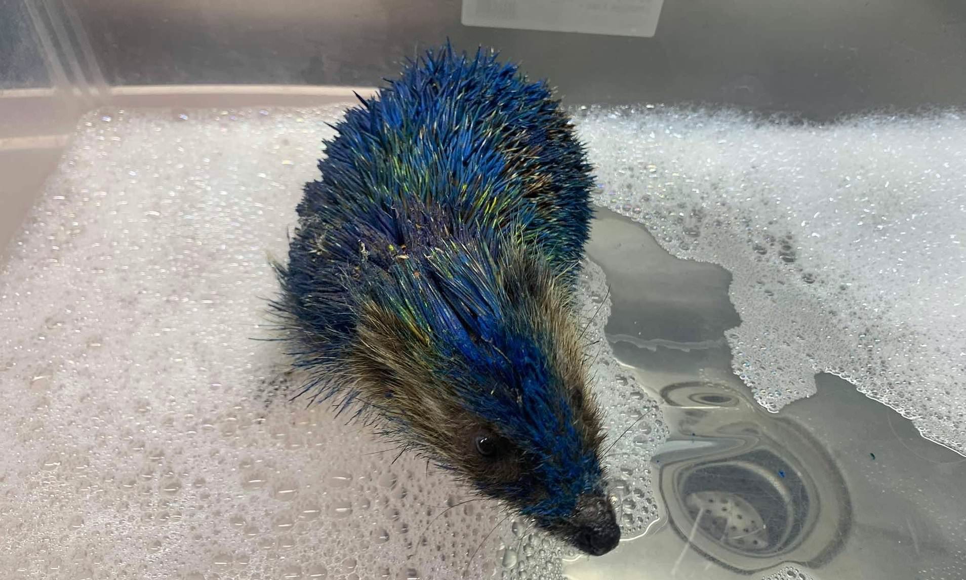 Four men arrested after hedgehog was painted in Leeds United colours
