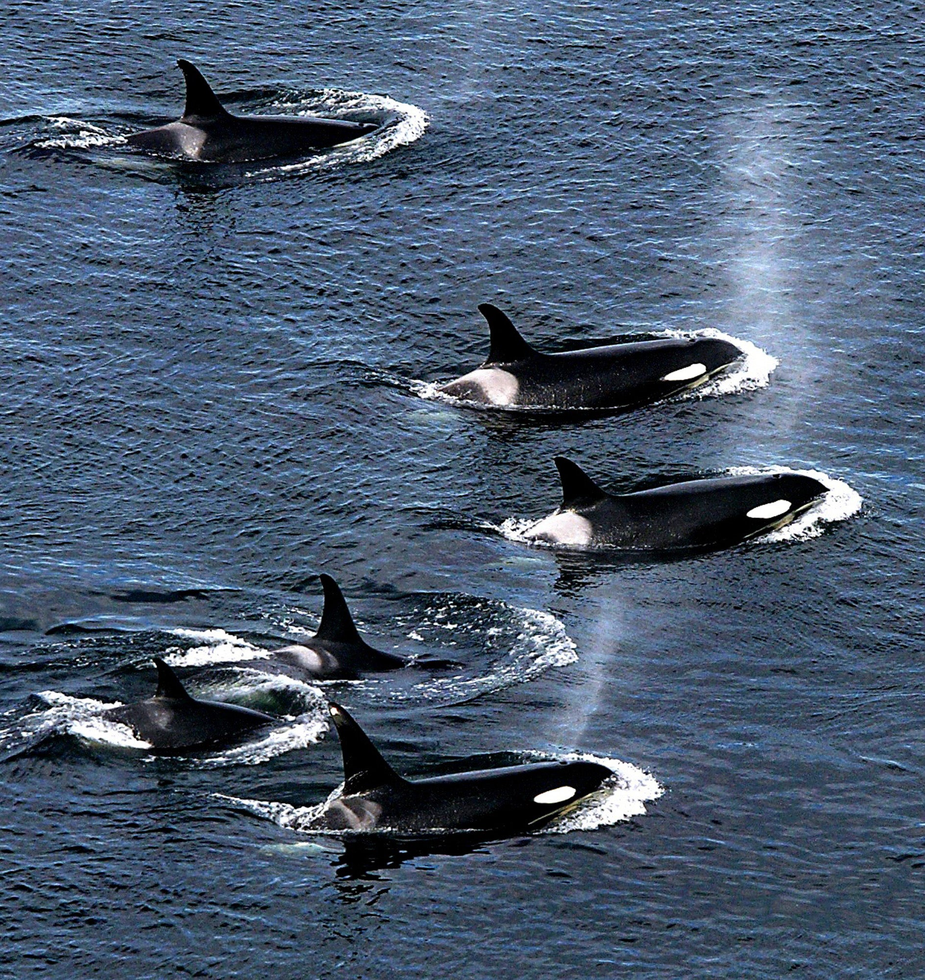 Video: Large pod of killer whales hunt down dolphins in California waters