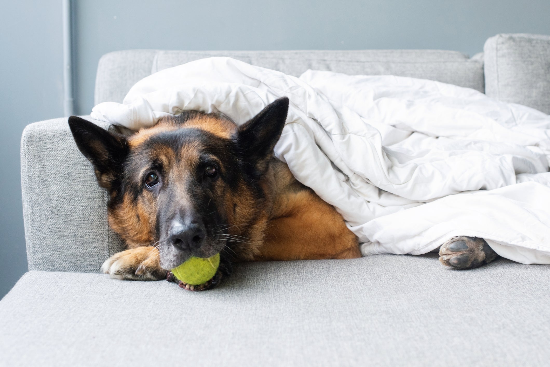 German Shepherd resting on a couch with a blanket, holding a tennis ball in its mouth