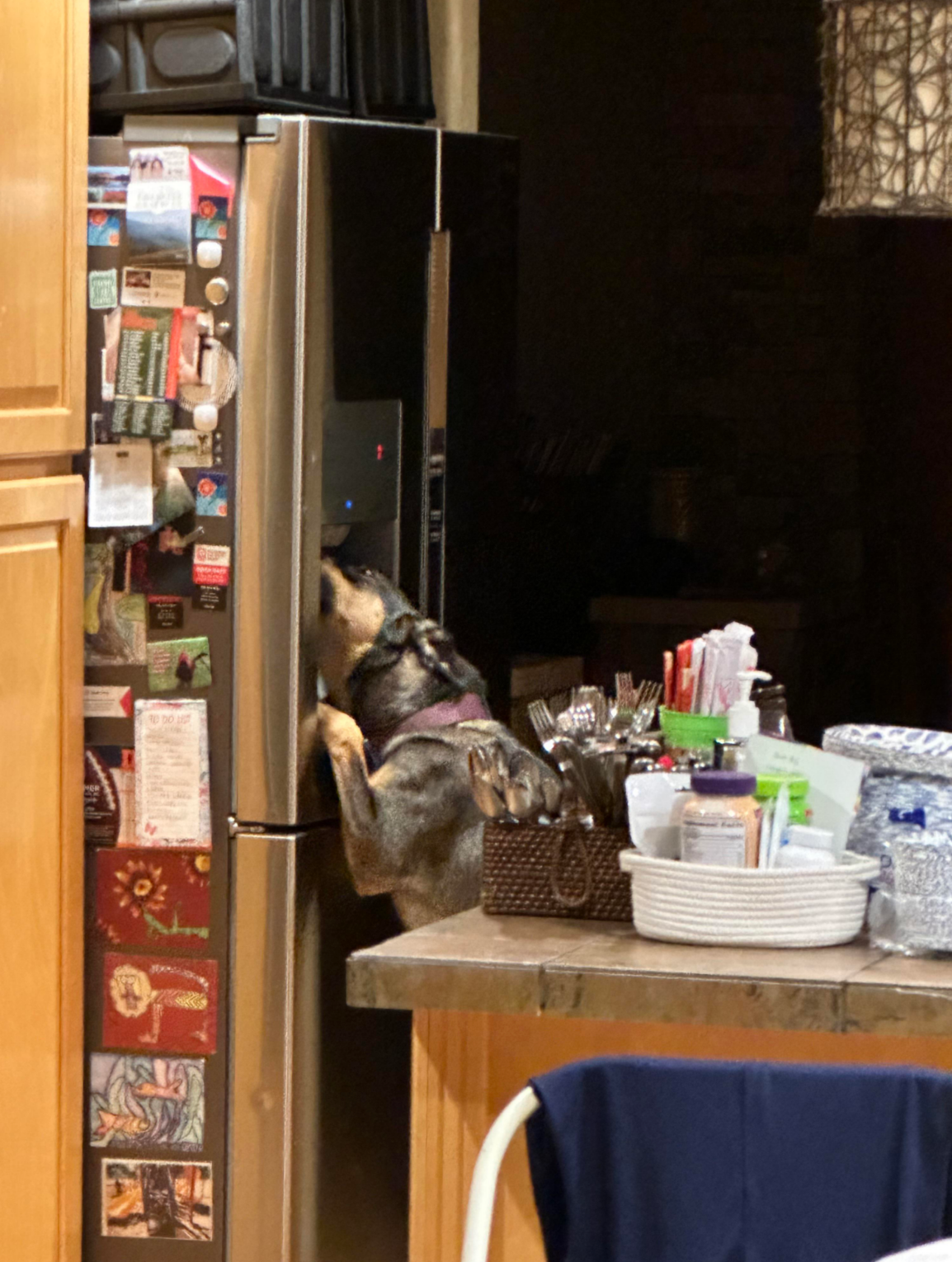 A dog stands on hind legs with paws on a refrigerator door, appearing to attempt to open it