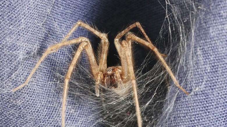 What to do if you spot brown recluse spider webs in your yard and home