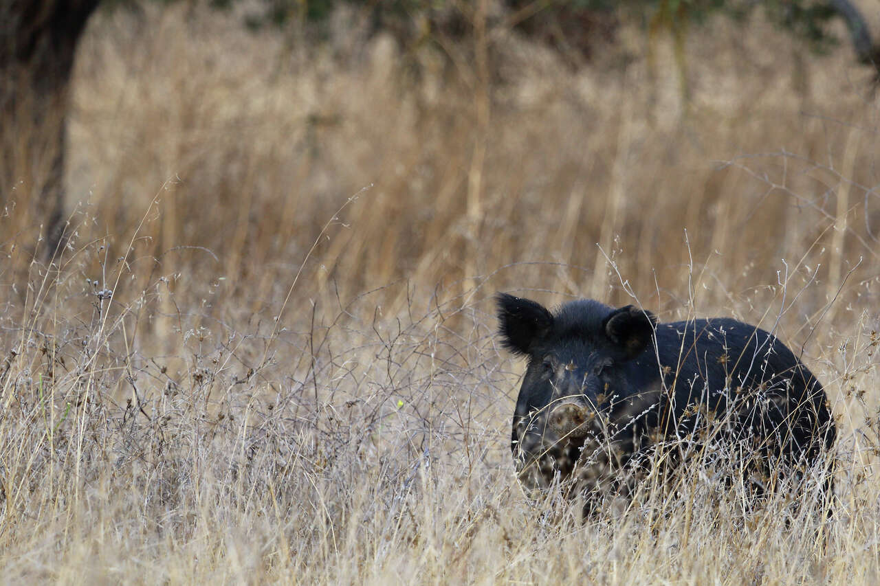 Wild pigs are tearing up this Bay Area neighborhood