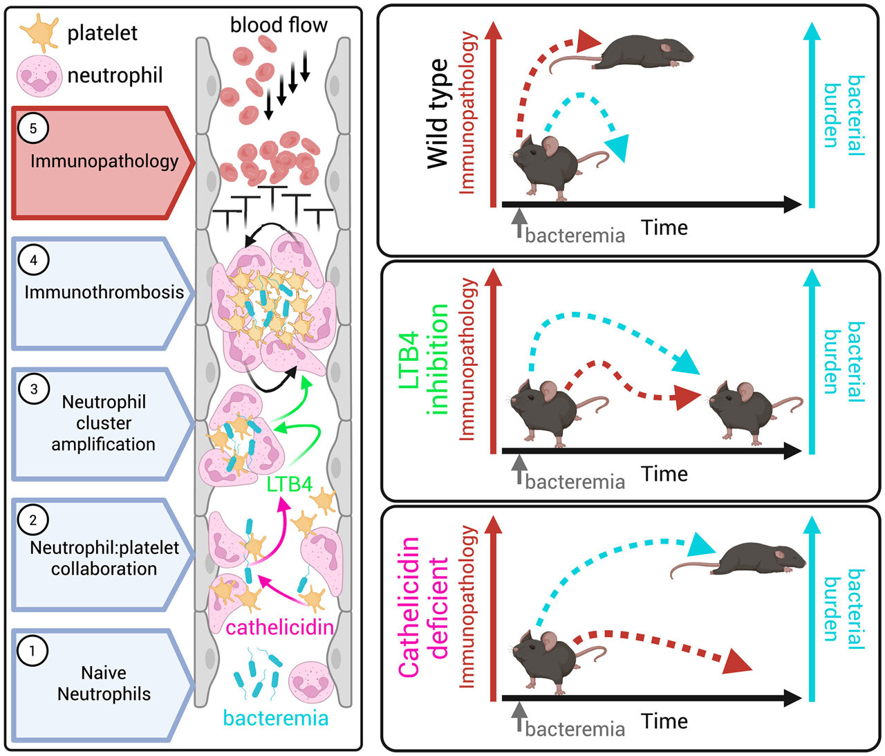'Cellular behavioromics' reveals how immune cells swarm during sepsis
