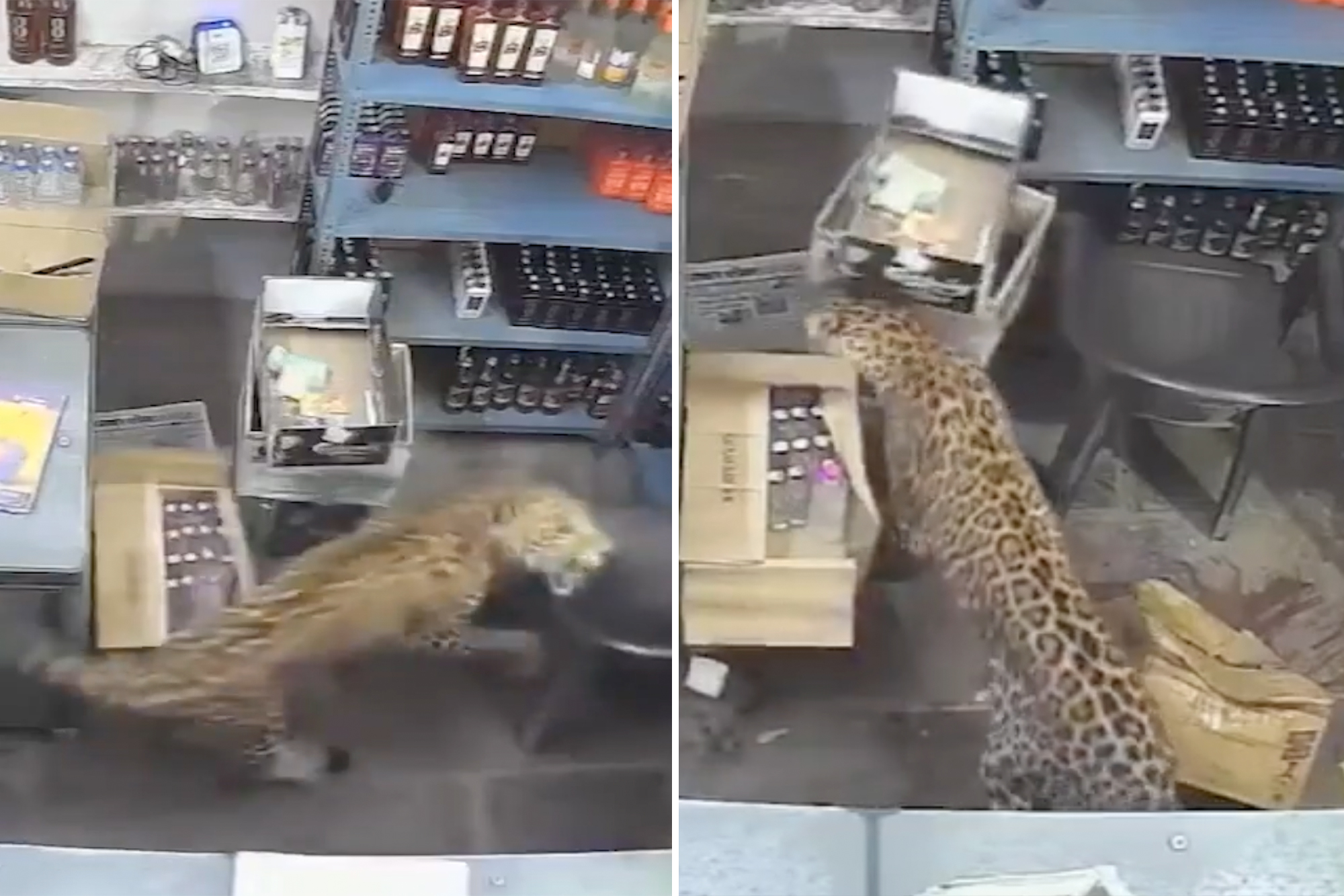 Shocking video shows leopard barge into liquor store and maul terrified worker