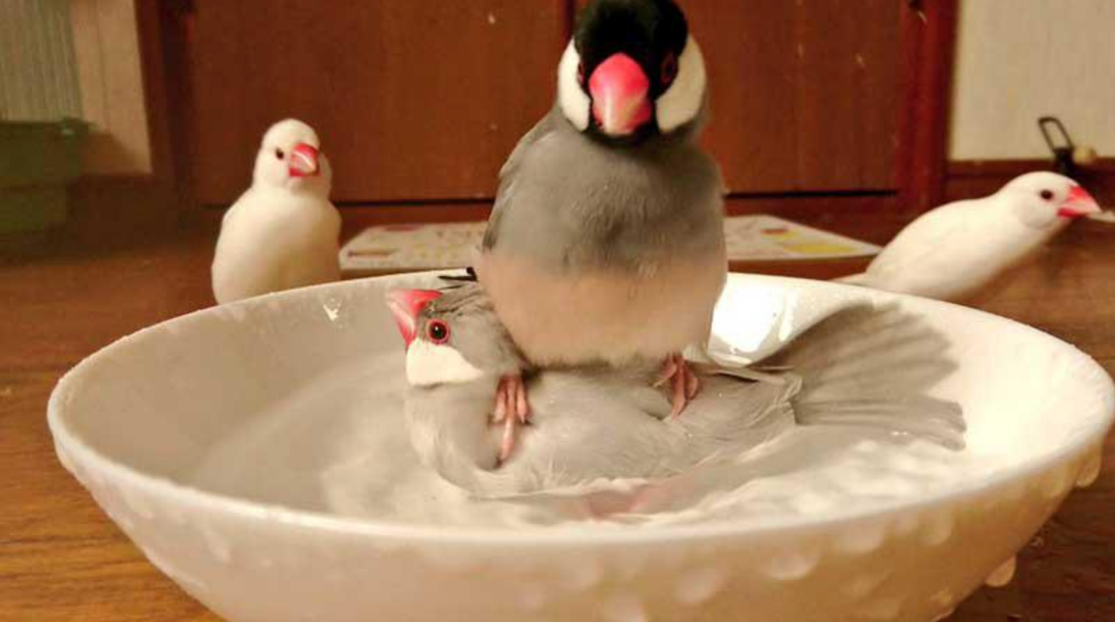 Two small birds in a dish, with one bird sitting on top of the other. Three other birds look on from the background