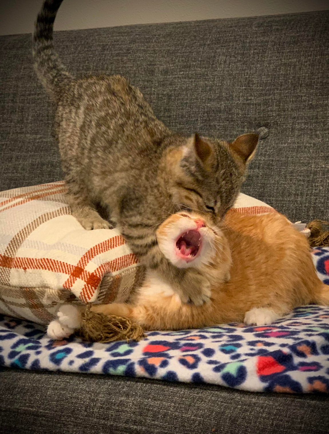 Two cats play on a couch; one tabby stands on a cushion, while the ginger cat lies below with its mouth open wide, appearing as if they are play-fighting