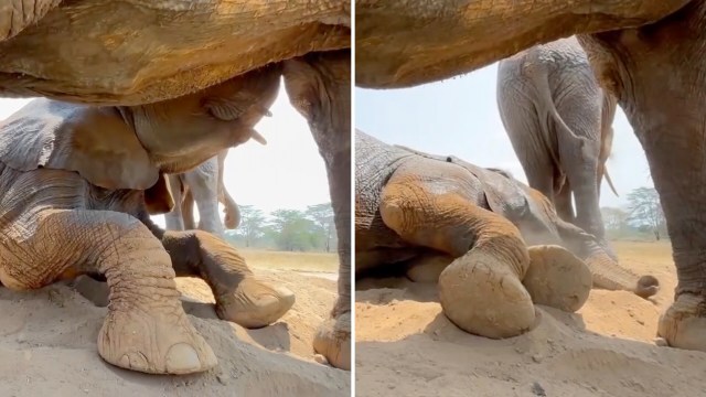 In Kenya, spoiled young elephant sneaks milk, cuddles, and a nap from pregnant Murera