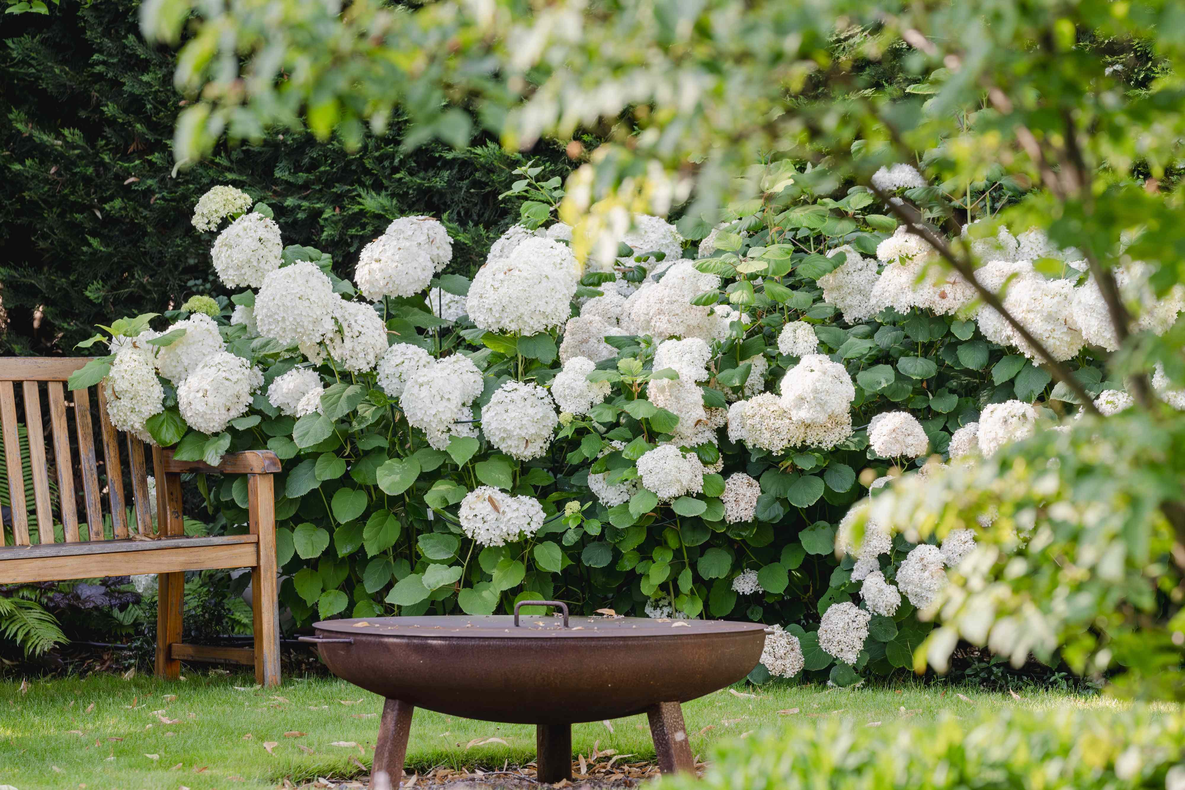 Skip the fence—these 5 fast-growing privacy plants do the job