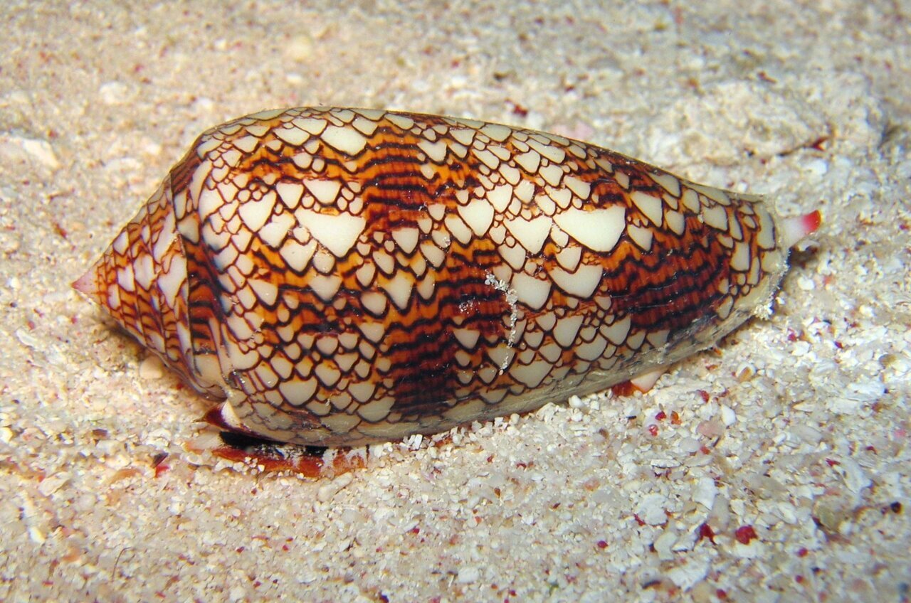 Cone snail venom peptide could enable injectable non-opioid pain relief