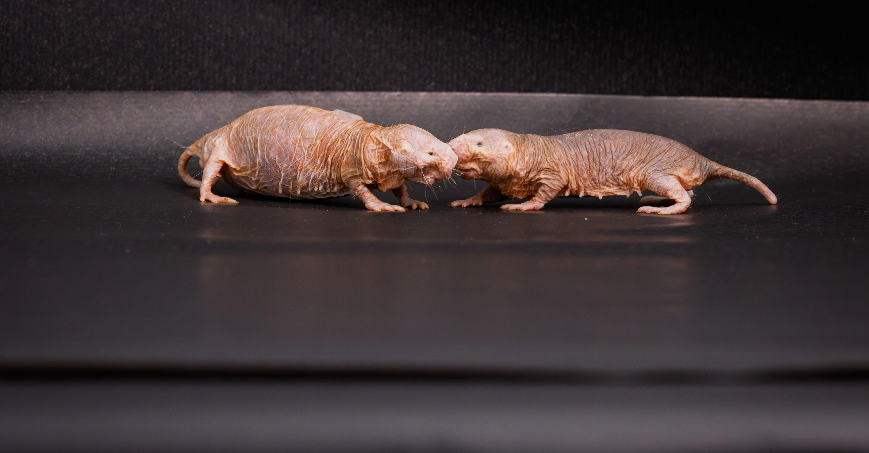 Naked mole-rat queens emit a special scent to stop their rivals from reproducing, a new study suggests