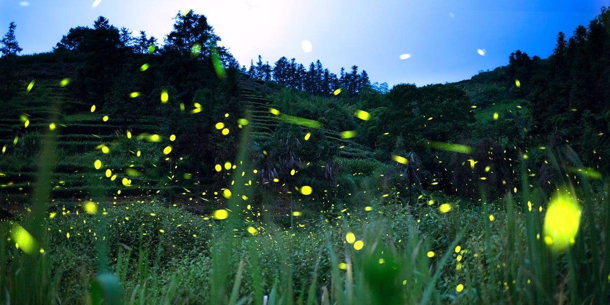 Bring Fireflies Back: 4 Easy Yard Tips