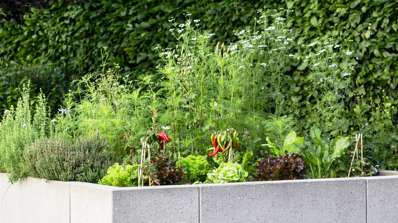 Not regular blocks: A creative way to add concrete beds to your garden
