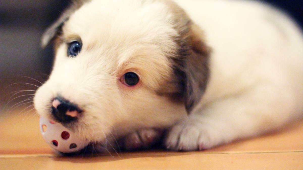 Can dogs tell time? Here's what scientists know