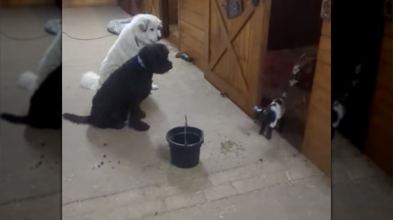 Milo and goldendoodle brother watch goats