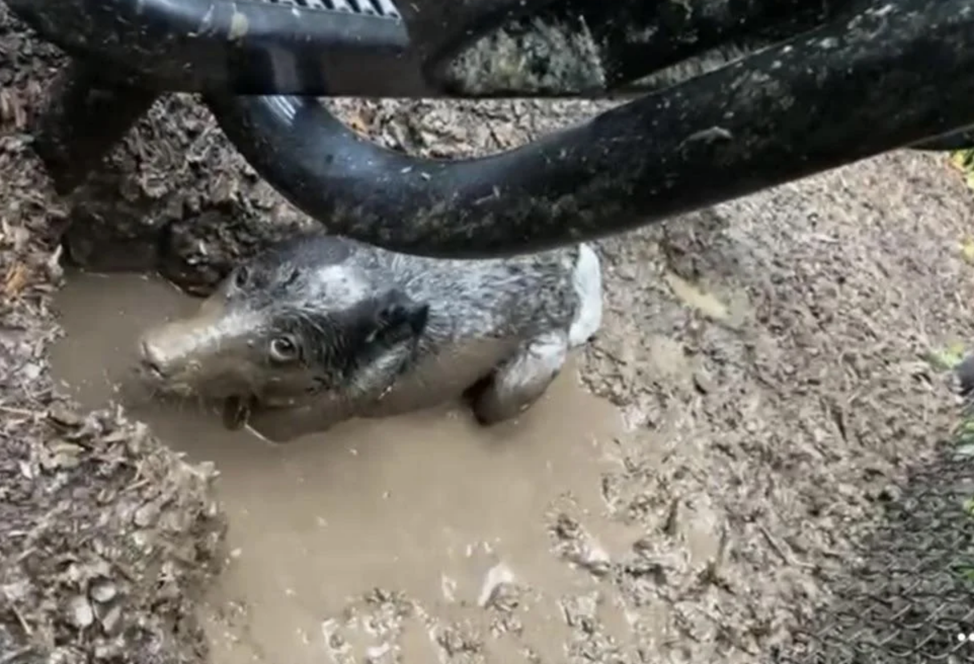 Piglet stuck in the mud under farm equipment, appearing to be rescued