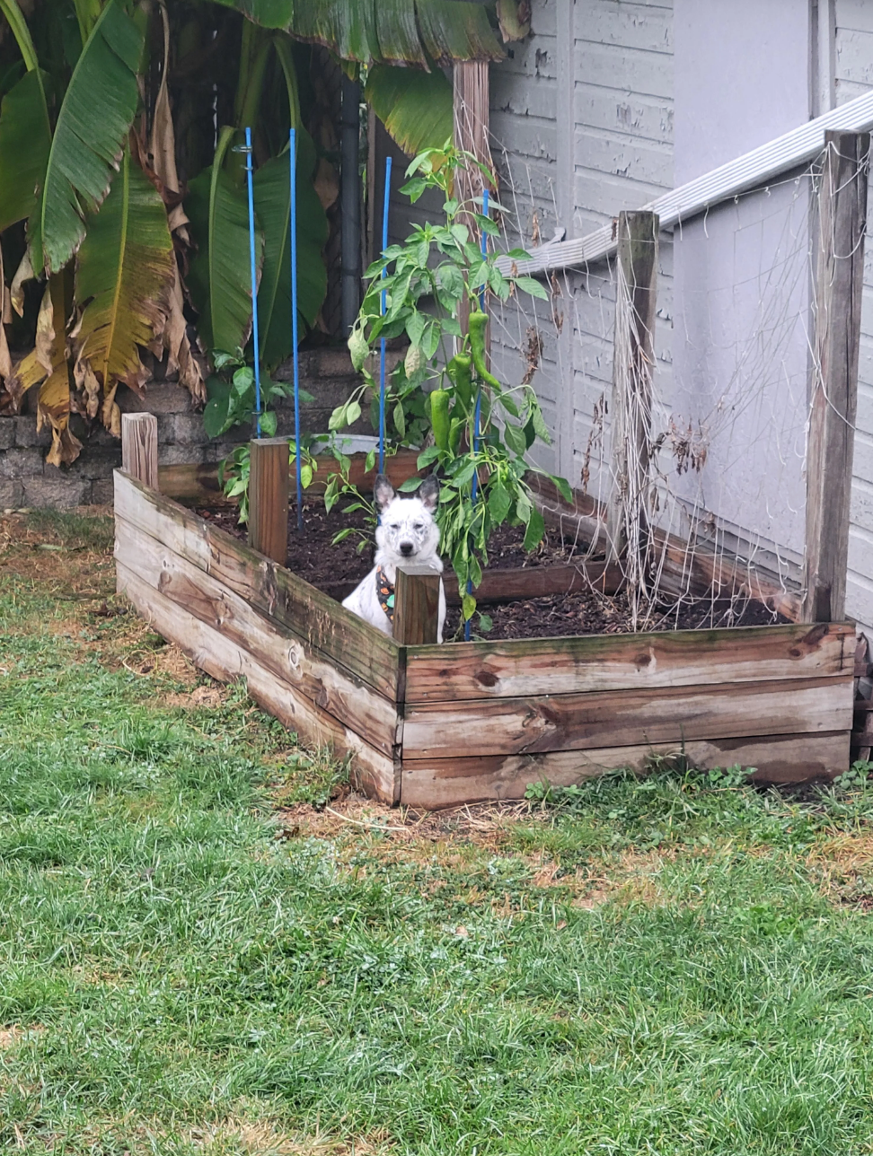 Dog sitting in a raised garden bed next to a building, surrounded by plants, with a grassy lawn in the foreground