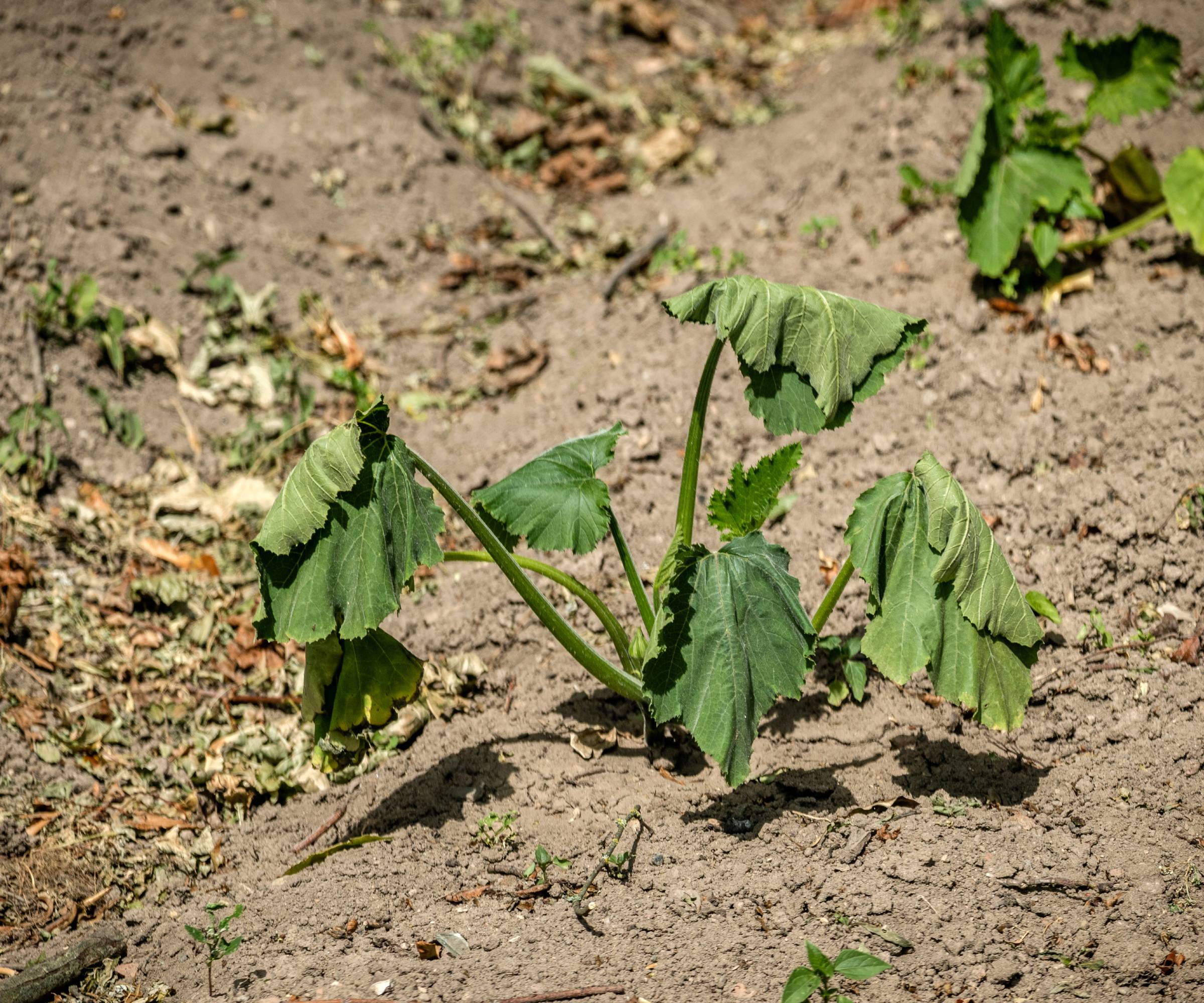 A wilted squash seedling