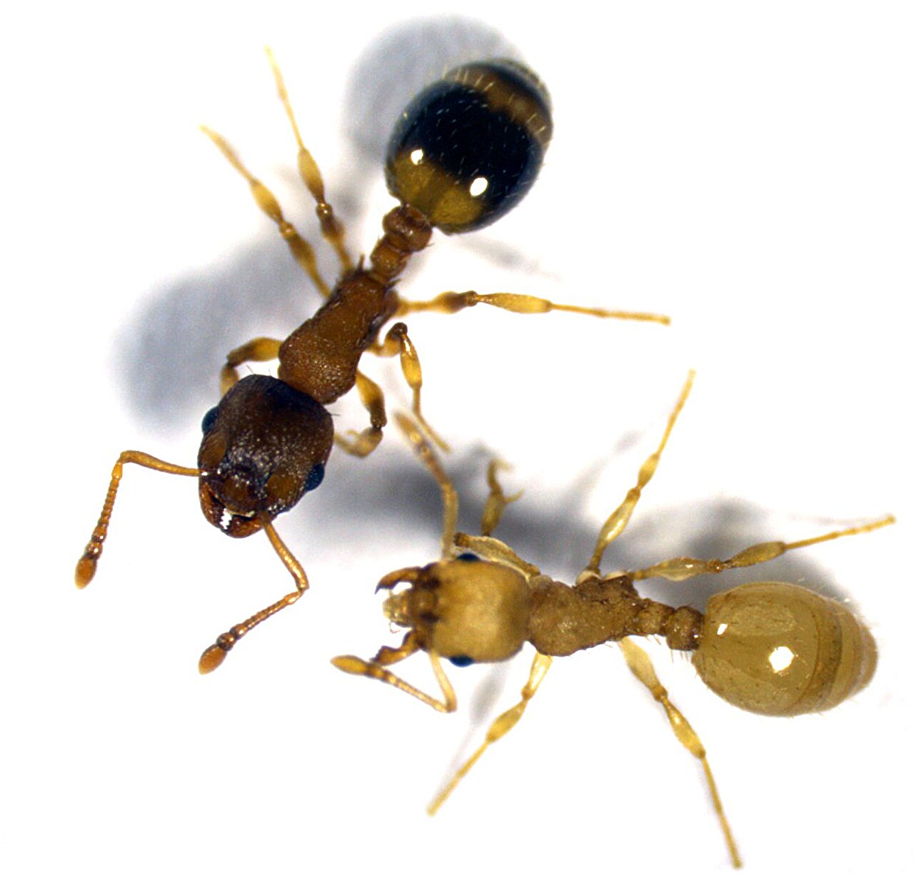 Tapeworm hijacks worker ants, giving them queen-like metabolism and longer lives
