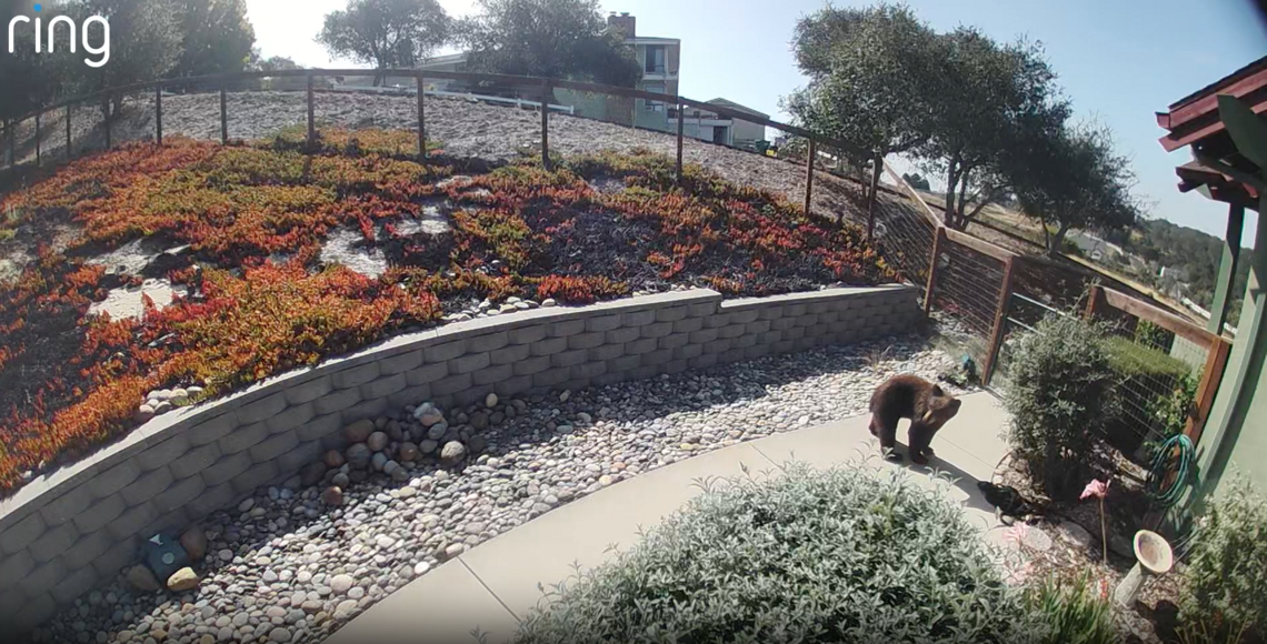 Ring camera footage showed a bear at an Arroyo Grande residence near Easy Street on July 17, 2026.