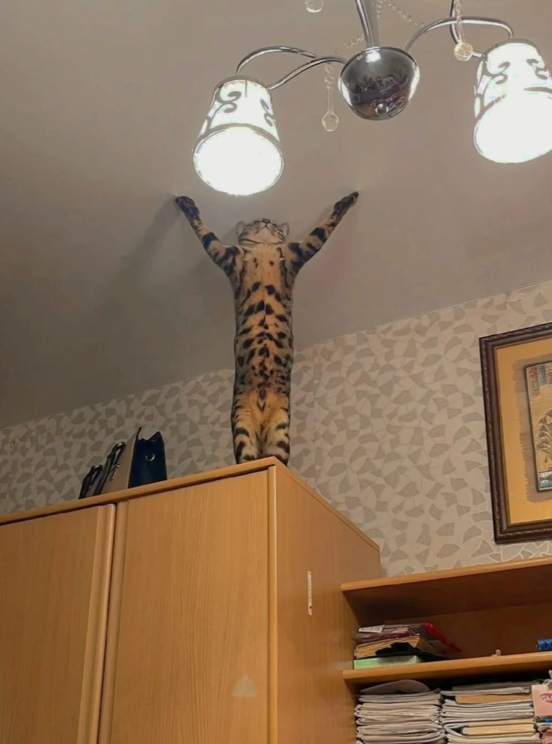 Cat standing on a cabinet with front paws stretched up towards a ceiling light fixture