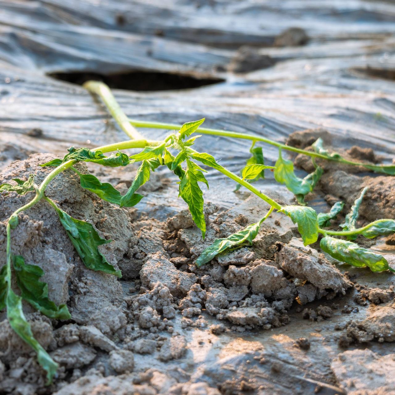 Sudden wilt? How to tell the difference between heat stress and disease