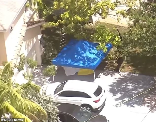 Lucrecia Cardozo, 56, fell to her death from a ladder on Monday afternoon in Miramar, Florida, while she picked mangoes from her tree