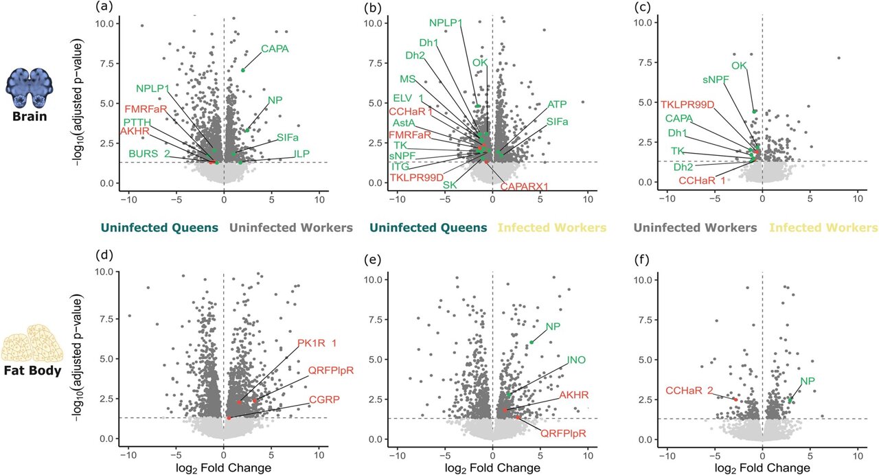 Tapeworm hijacks worker ants, giving them queen-like metabolism and longer lives