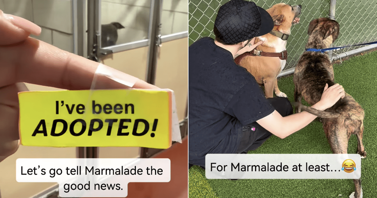 Shelter dog melts into her adopter's arms before taking her freedom ride