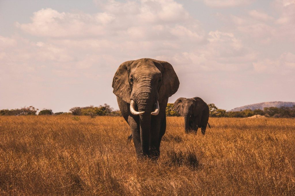 amazing-facts-everyone-should-know-about-elephants