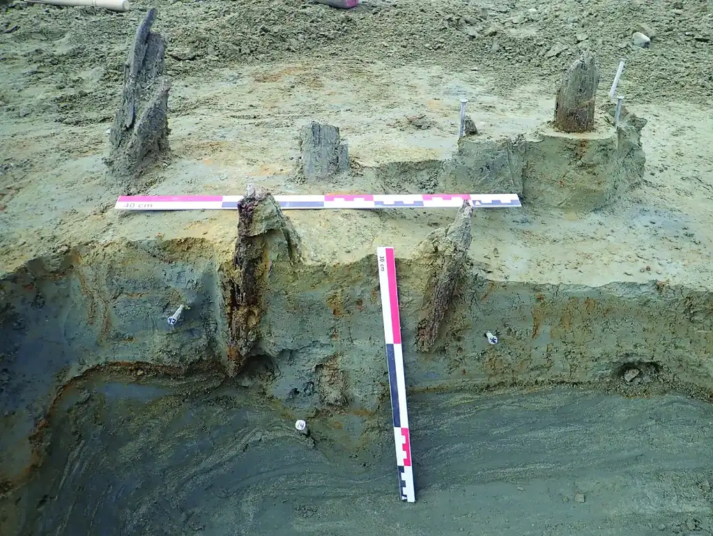 These wooden posts once anchored elaborate fish traps built by Stone Age people roughly 7,000 years ago. Credit: Ellen K. Friis / Museum of Cultural History.