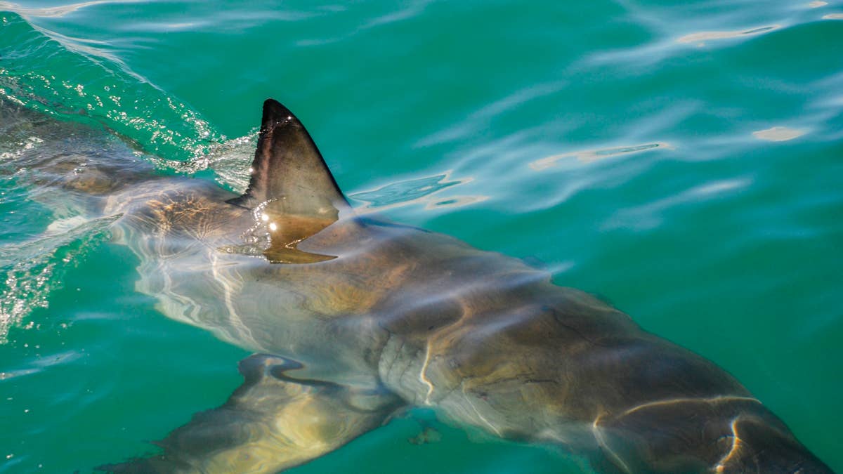 "I just went flying": E-foil surfer smashed by shark in Australia (video)