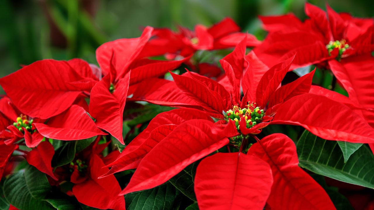 What to do with your poinsettia in July for an even bigger, brighter Christmas display