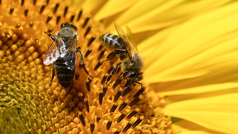 Emergency farm law adopted: Conditional return of two pesticides