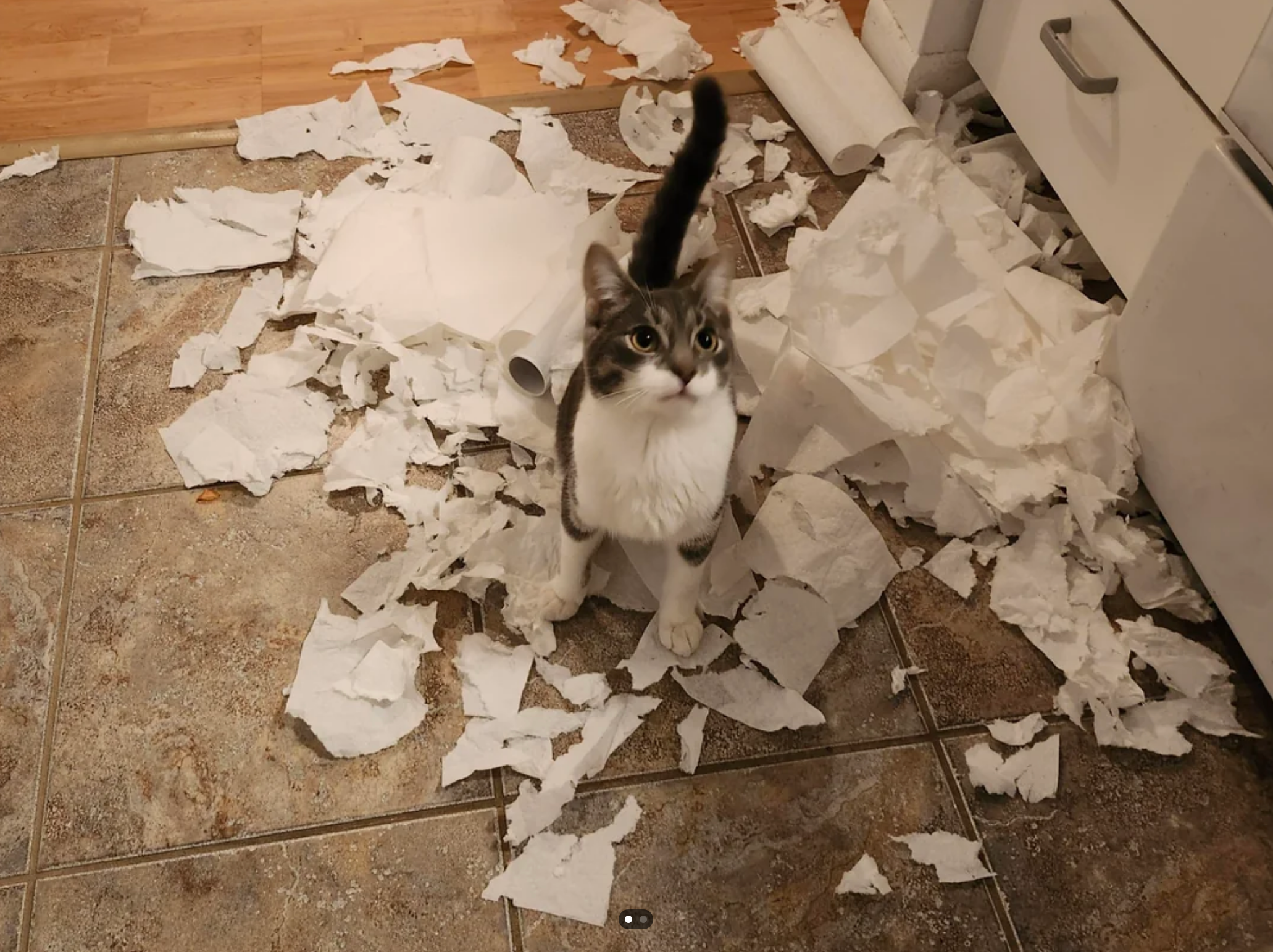 Cat surrounded by shredded toilet paper on a kitchen floor, looking up innocently