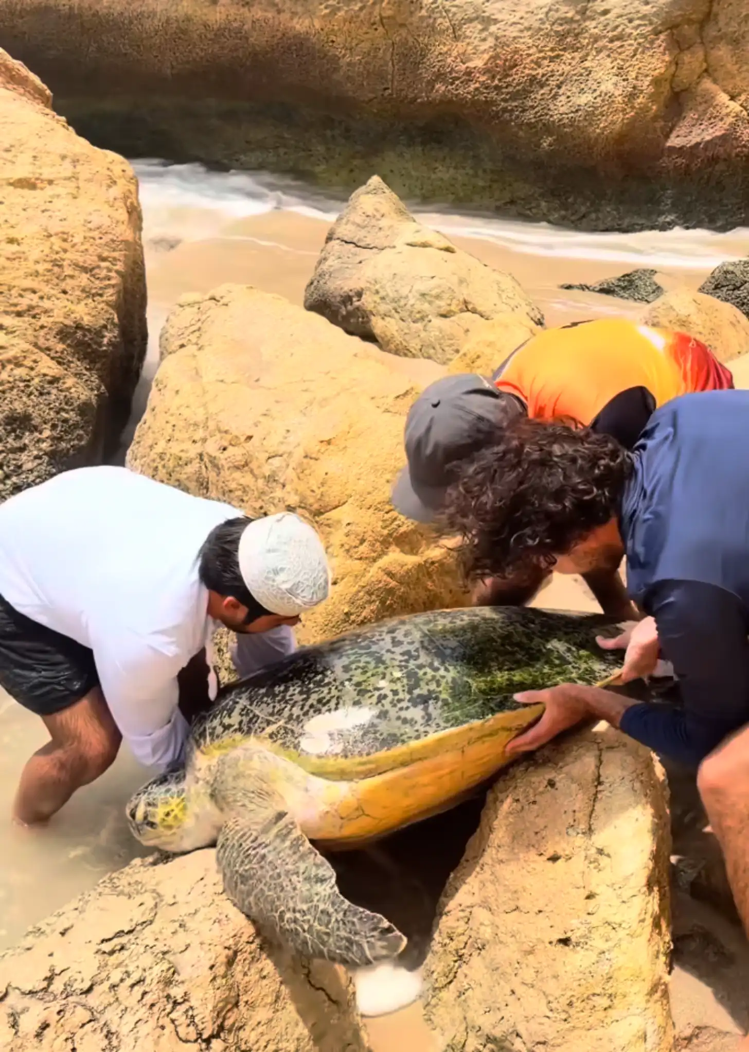 6a5fbf290a5b61956efd4214_6a5fbf27592d3c3049641fab_sea-turtle-rescue-oman-body.webp