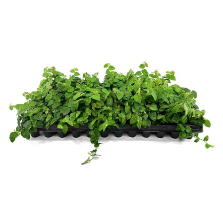 Creeping Fig Vine 40 Live Plants Ficus Pumila Fast-Growing Ground Cover Evergreen Climbing Vine for Walls & Trellises