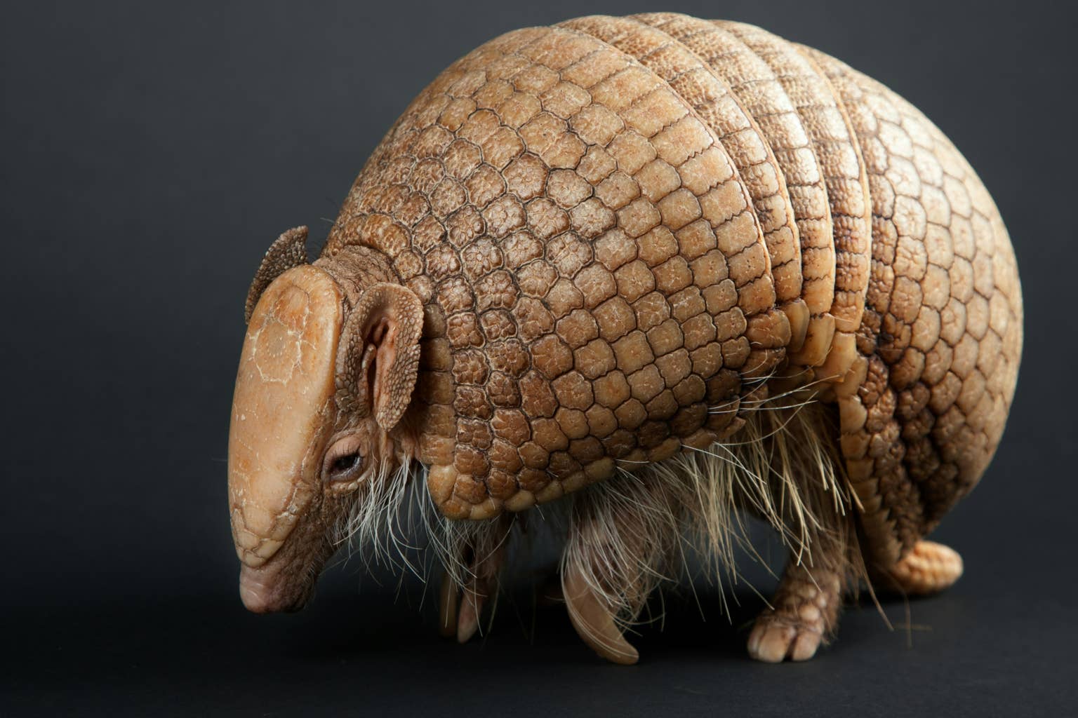 Watch Nugget the armadillo walk on a leash like a dog – you won't believe your eyes!