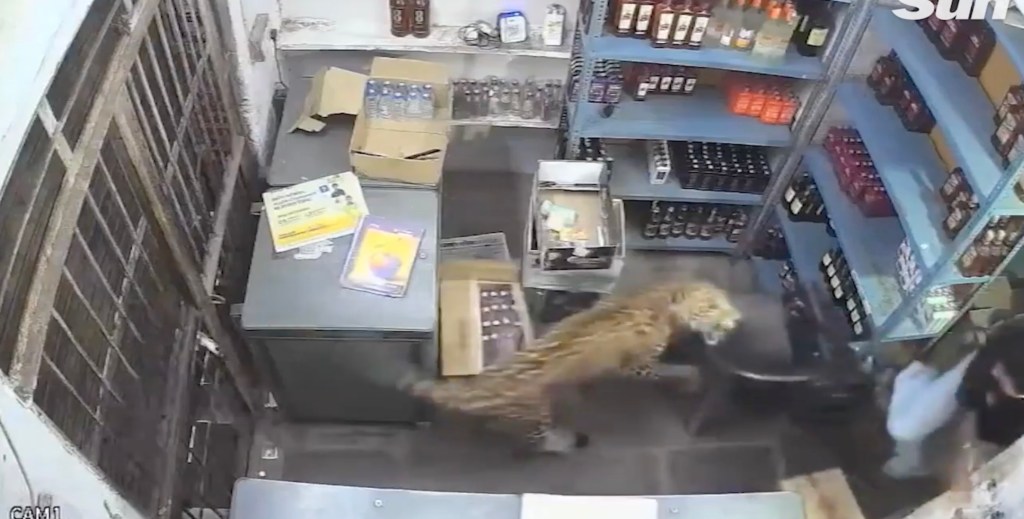 Shocking video shows leopard barge into liquor store and maul terrified worker