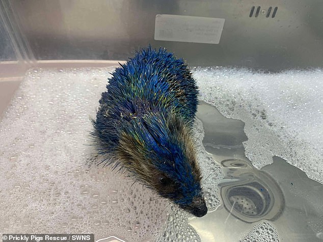 The female hedgehog was found last Monday covered in yellow and blue paint