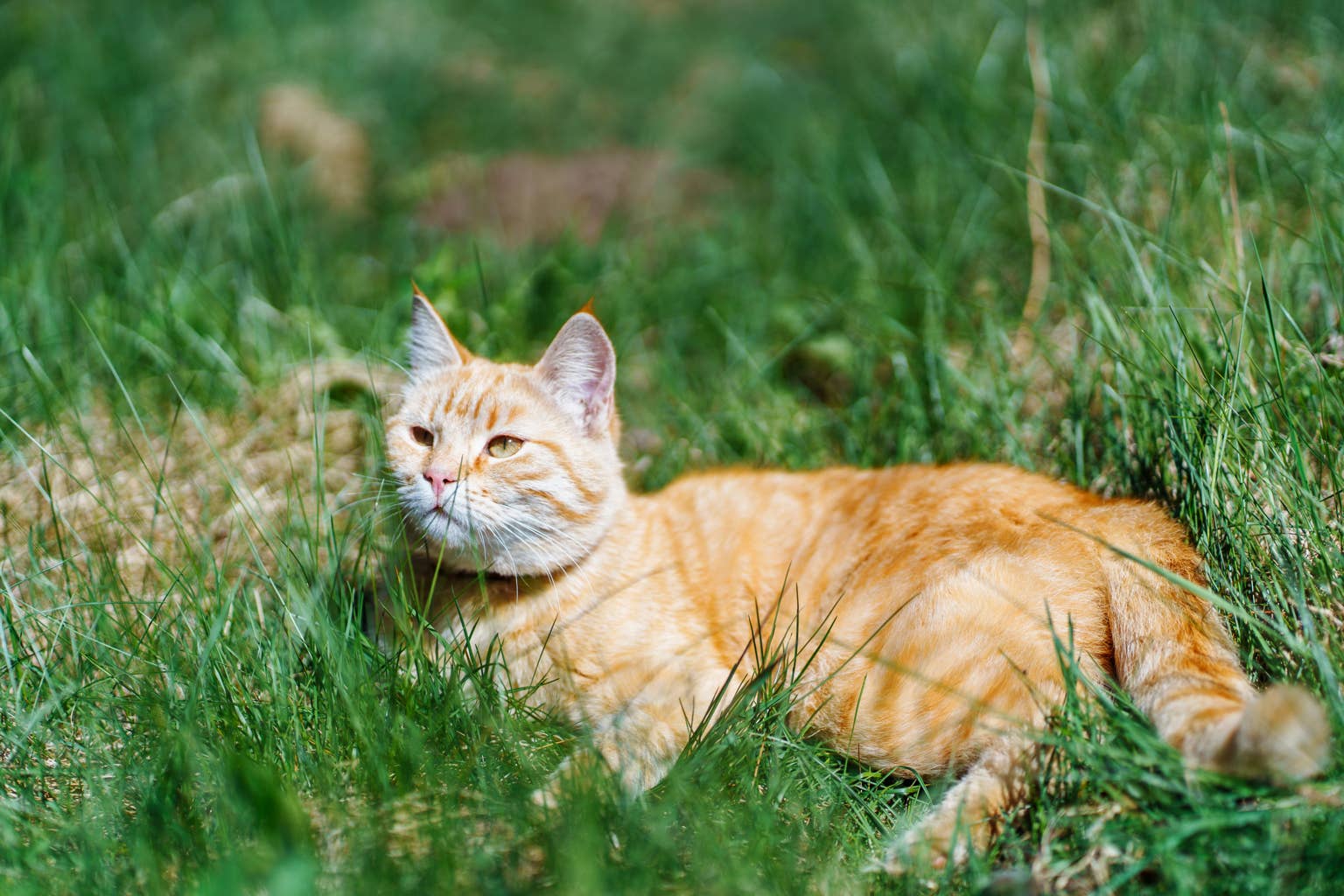 Orange cat takes in the ocean breeze while hanging out on a boat