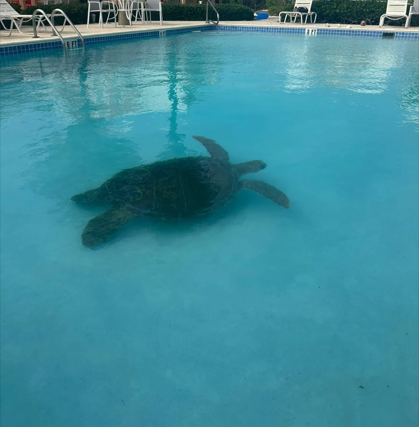 6a5fa33691ee60aa4d0a07a3_6a5fa3346f27d07afb8e7c9f_sea-turtle-rescued-from-swimming-pool-cayman-islands-body-3.webp