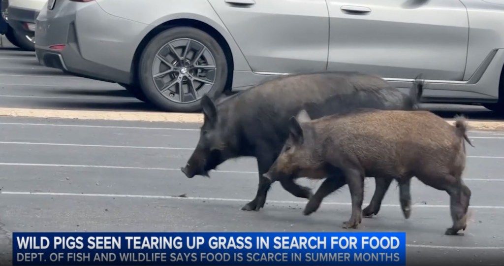 Feral beasts spark chaos across superrich California neighborhood: ‘Really did a number here’