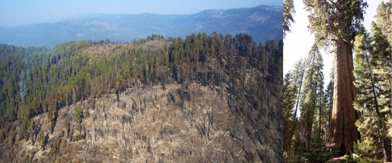 Record fires killed nearly 1 in 5 mature giant sequoias, but controlled burns can boost survival