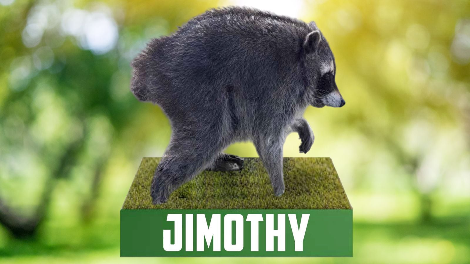 Jimothy, Seattle’s internet-famous raccoon, gets official bobblehead