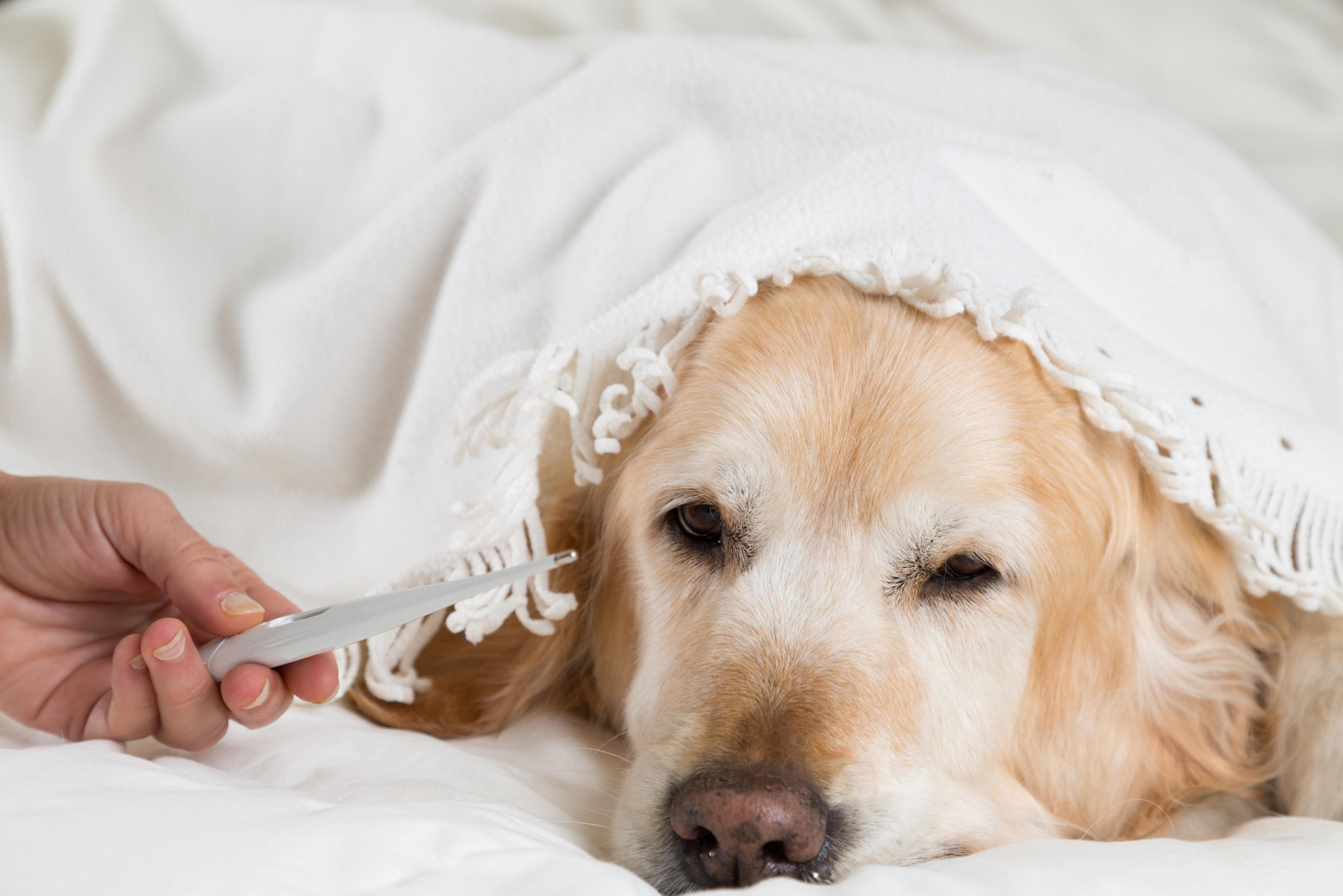 Itália reconhece licença para cuidar de animal de estimação doente: até três dias de licença remunerada para emergências veterinárias