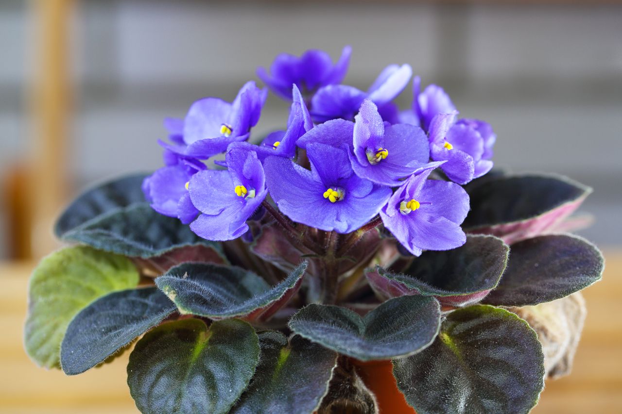 African violet.