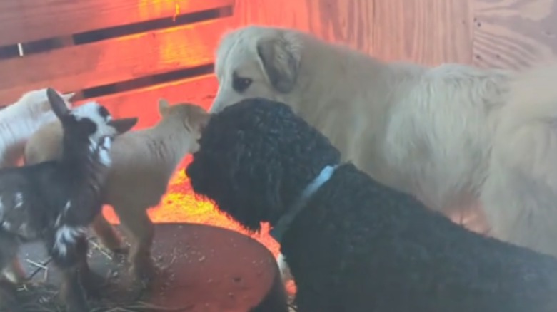 Watch this Great Pyrenees and Goldendoodle act like perfect angels around sweet baby goats