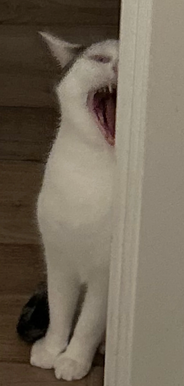 Cat yawning widely while partially hidden behind a wall
