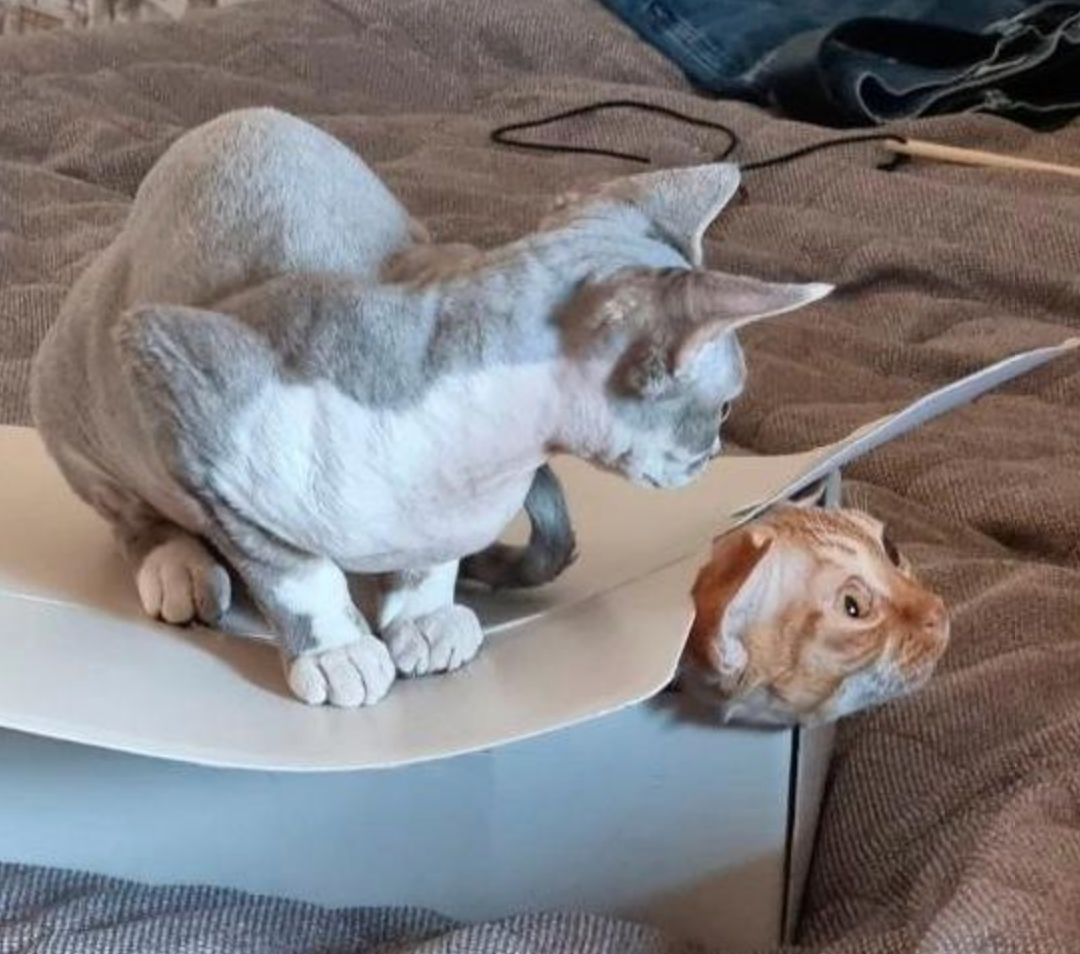 Two cats interact with a cardboard box; one cat sits on top, while the other peeks out from an opening on the side